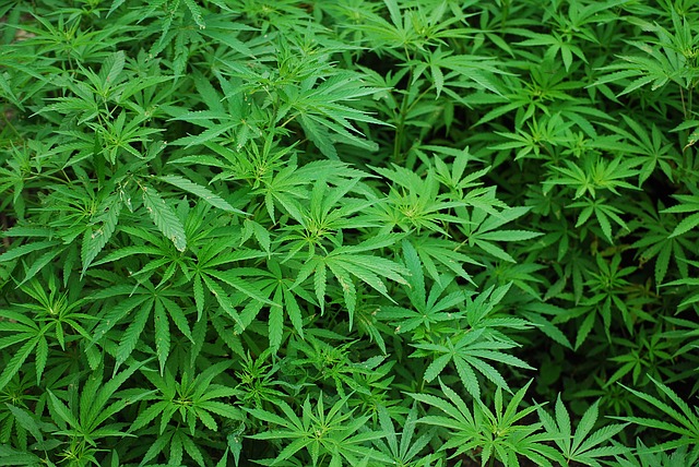 Marihuana droga.jpg